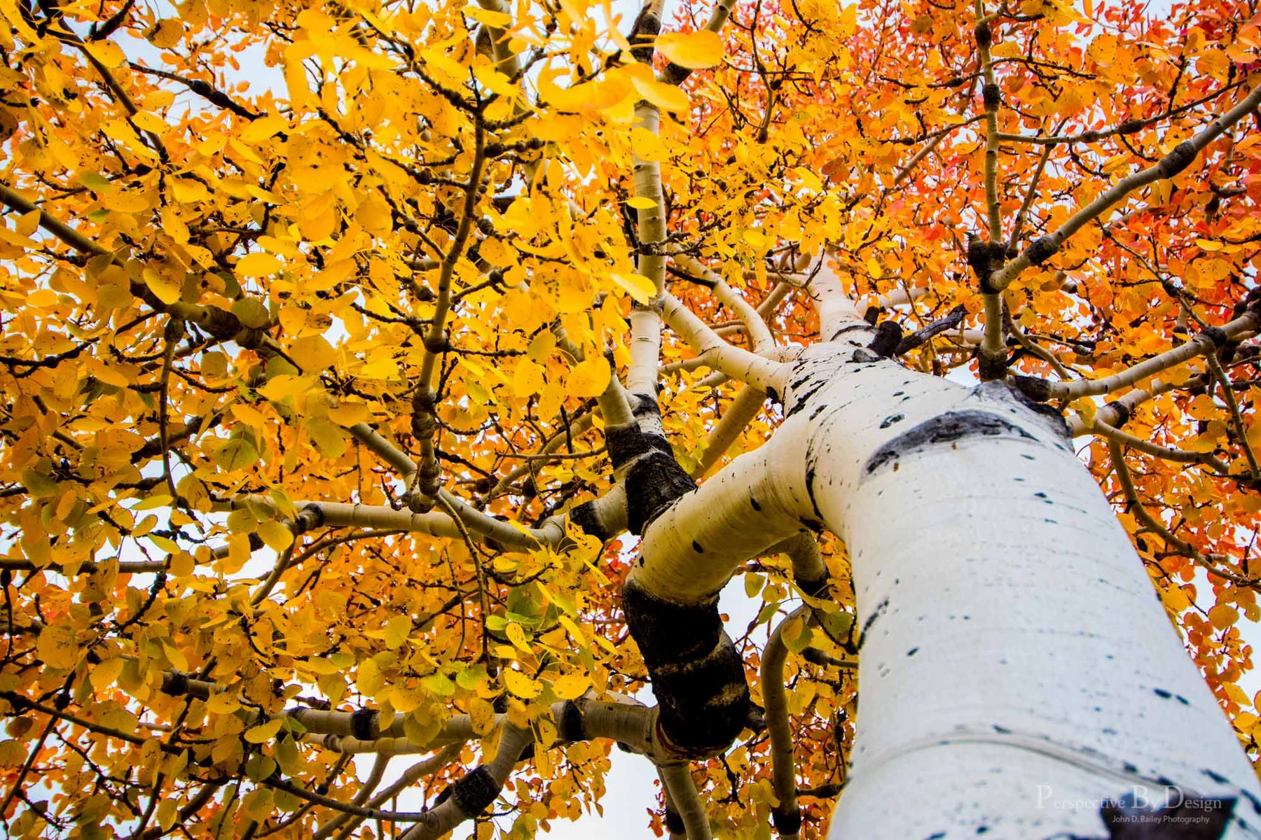 Looking up into a ginkgo tree in full autumn colour, brilliant yellow leaves against white bark