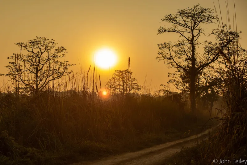 The sun rising through the silhouetted branches of baobab trees over a dusty red road