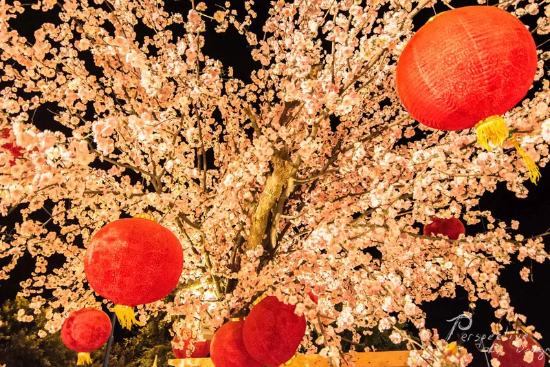 Cherry blossom branches strung with round red paper lanterns against a dark sky