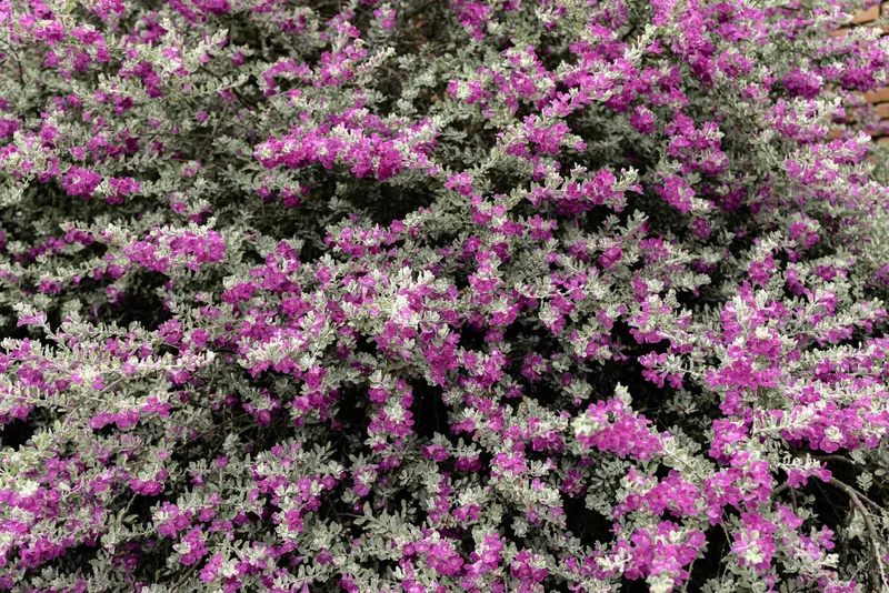 A dense mass of magenta bougainvillea flowers filling the frame edge to edge