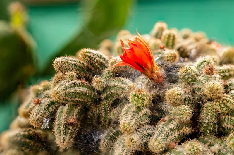 Macro of a cluster of spined cactus with a single vivid orange bloom opening