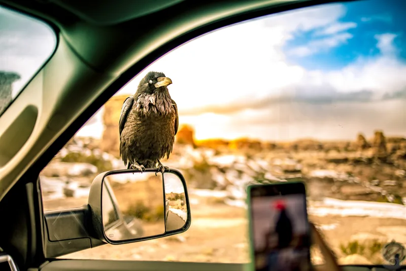 A falcon perched on a car wing mirror, framed by the open window against a desert sky