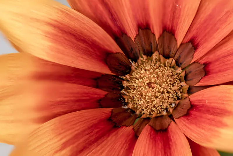 Macro photograph of a gazania flower, orange and red petals radiating from a golden centre