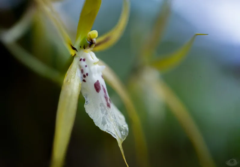 A pale white orchid with long trailing petals against soft green foliage