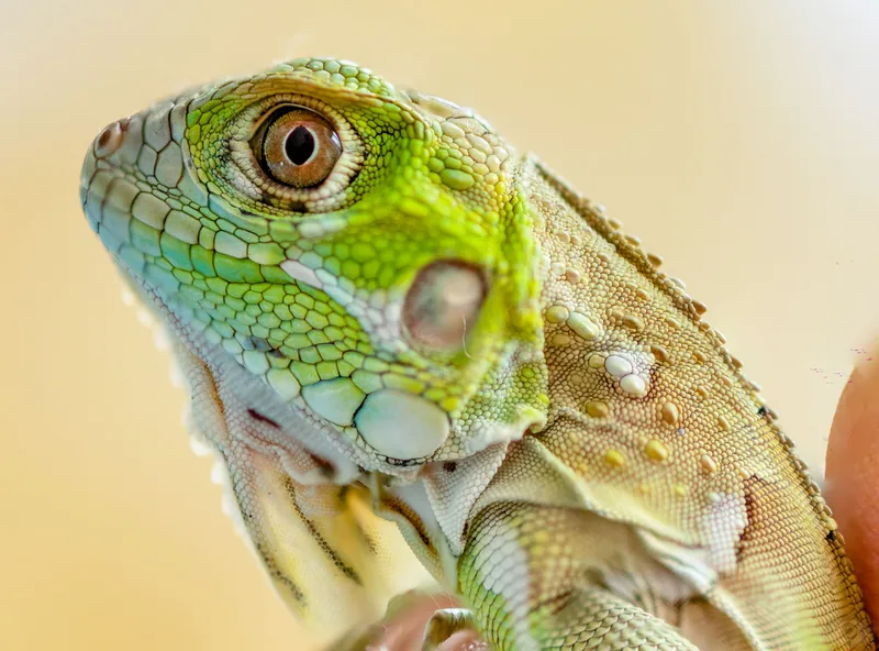 Close portrait of a green iguana in profile, scales and eye in sharp detail against warm light
