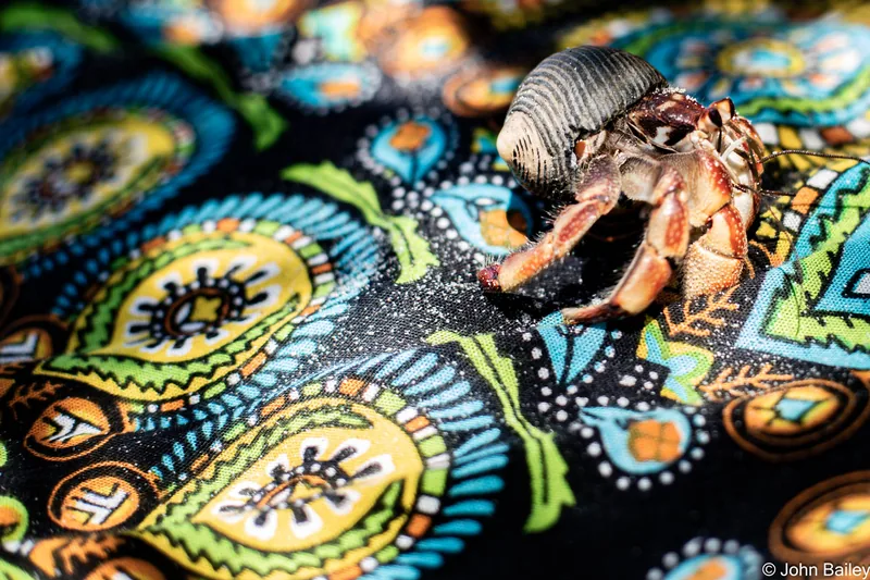 A hermit crab crossing a boldly patterned turquoise and orange batik cloth