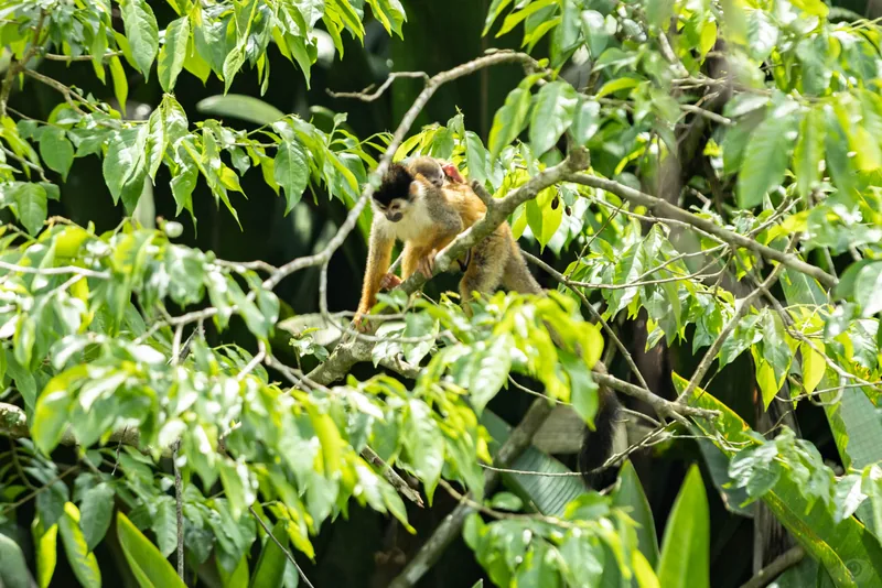 A monkey half-hidden in dense green leaves, watching from the branches