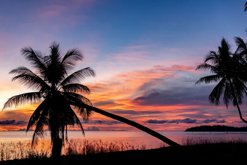 Coconut palms leaning over a beach against a pink and blue twilight sky