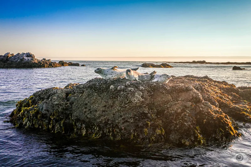 Aerial view of a single weathered sea stack standing in calm ocean under a pale horizon