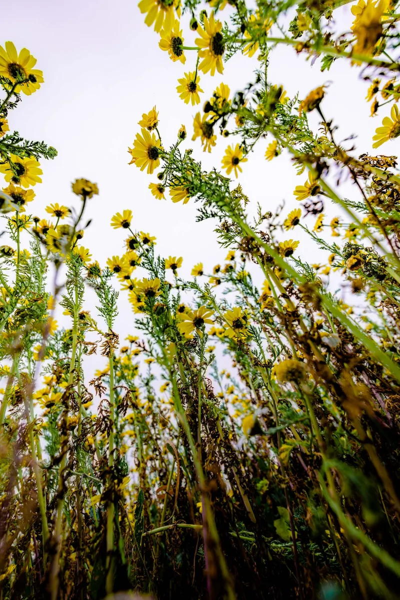 Looking straight up through a stand of wild sunflowers into a bright open sky