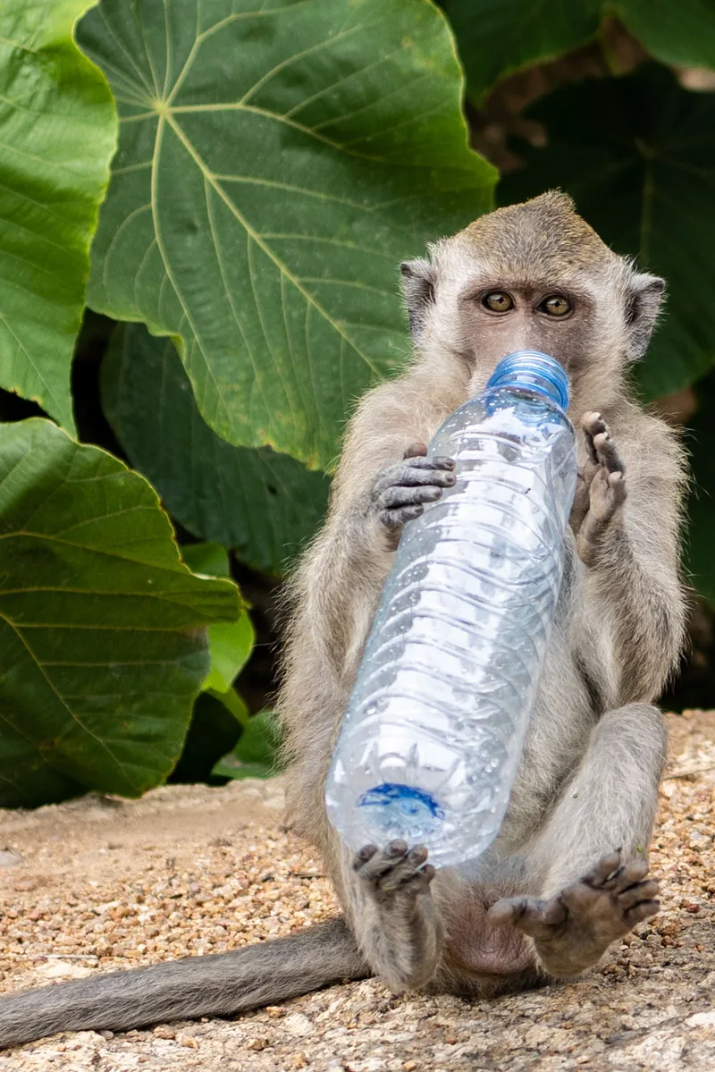 A macaque sitting upright drinking from a stolen plastic water bottle held in both hands