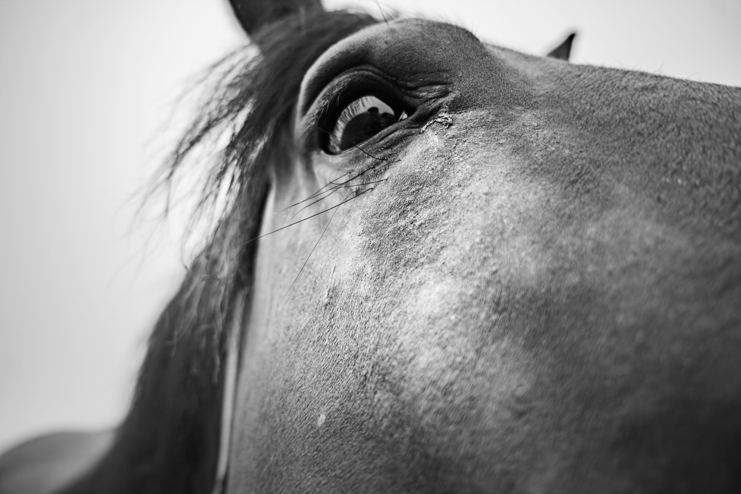 Ethical Dataset Creation